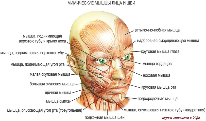 мышцы лица