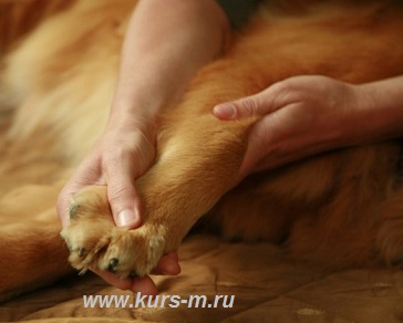 массаж домашним животным
